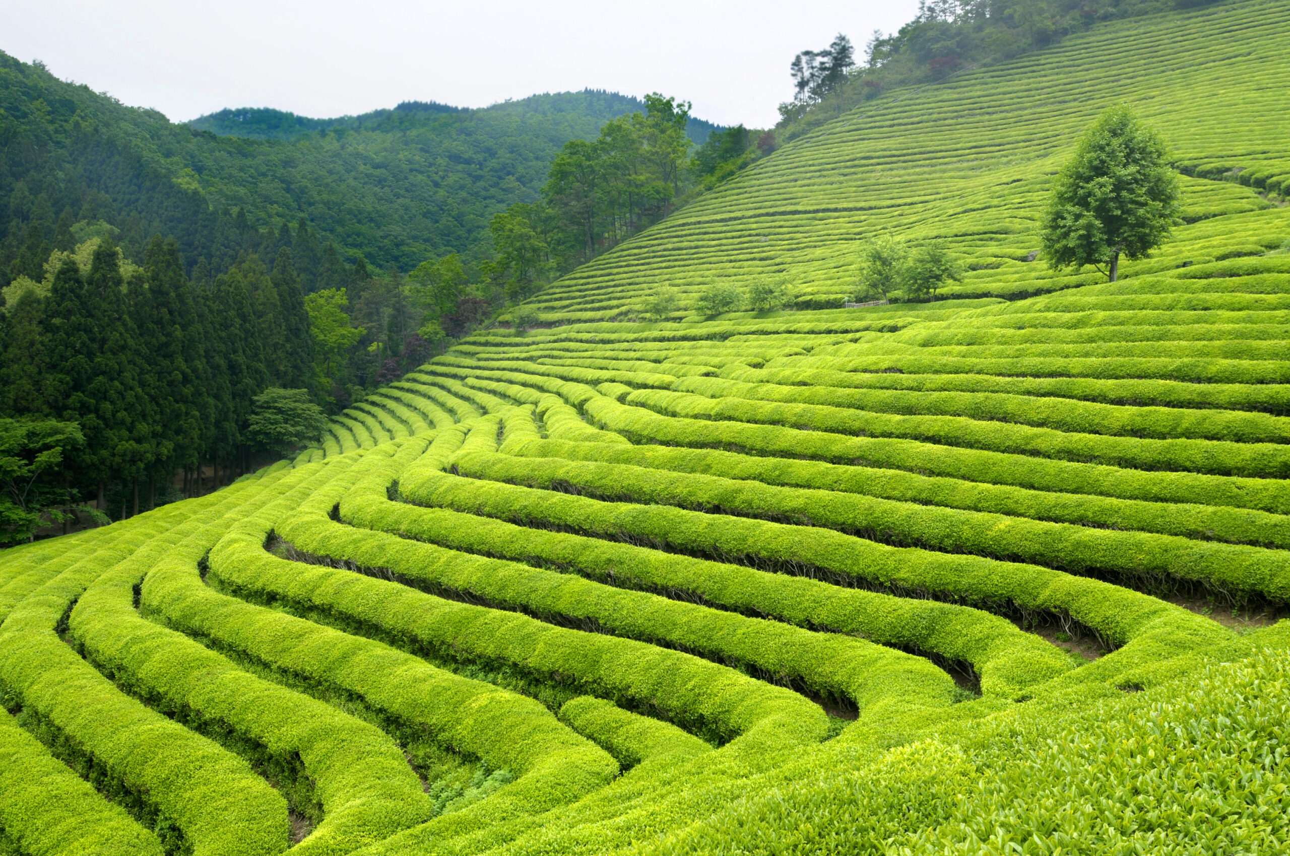 Green tea fields on a hillside in Japan