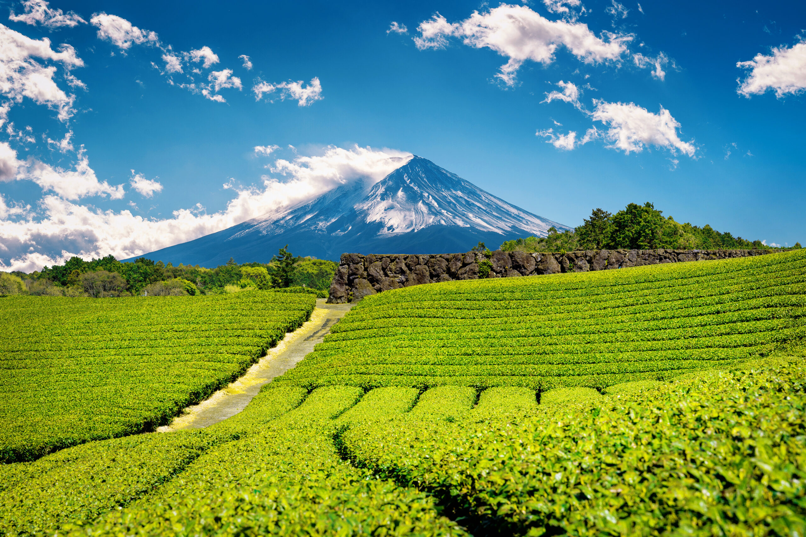 Shizuoka green tea plantation with Mount Fuji in the background