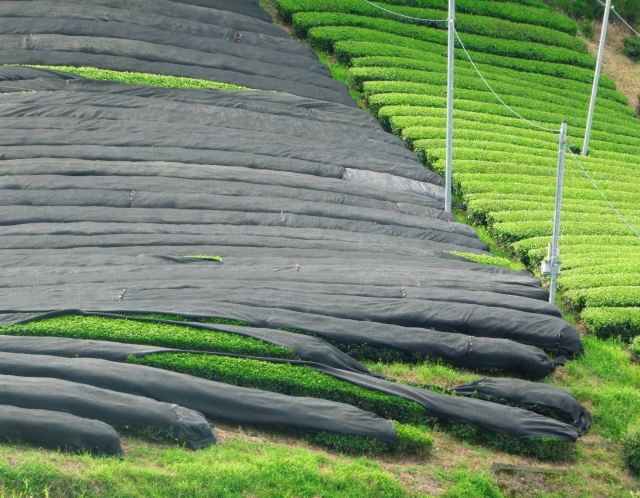 Gyokuro shade-growing